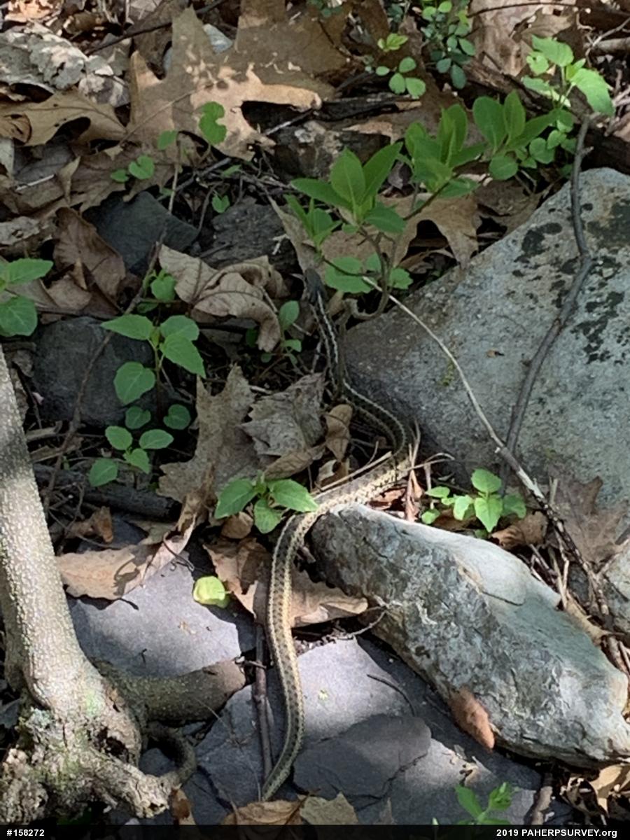 Eastern Gartersnake