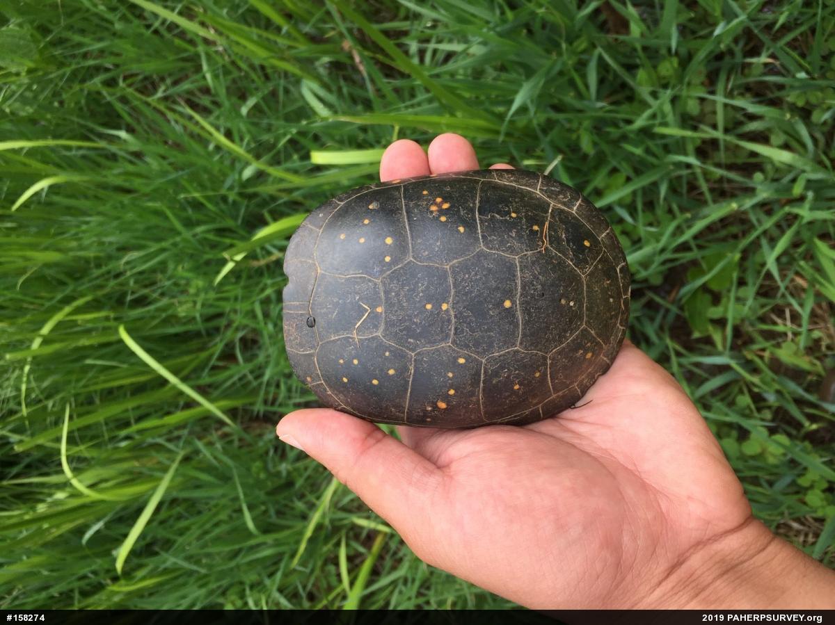 Spotted Turtle