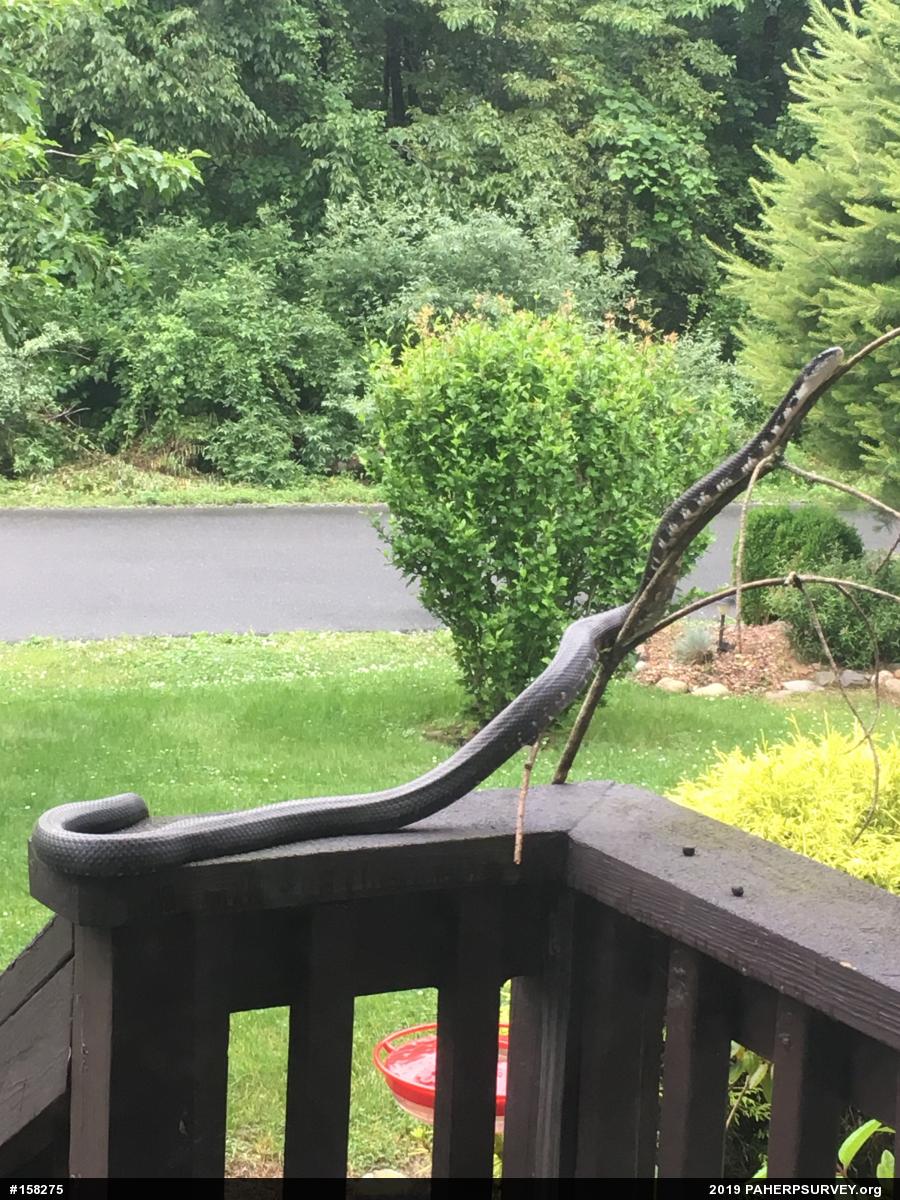 Eastern Ratsnake