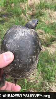 Spotted Turtle