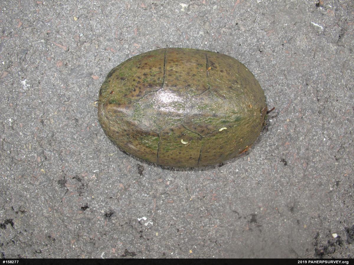 Eastern Musk Turtle