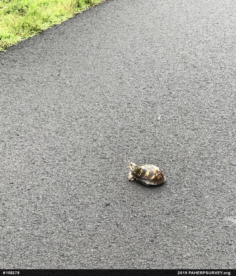 Eastern Box Turtle