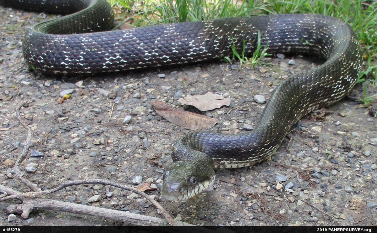 Eastern Ratsnake