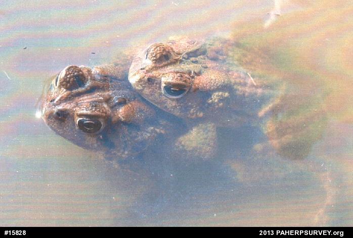 Eastern American Toad