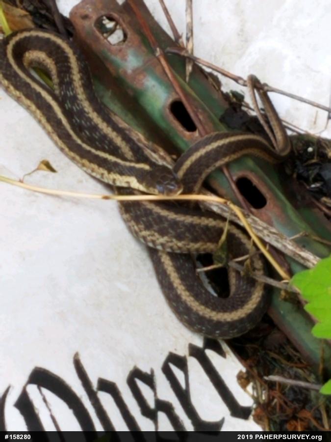 Eastern Gartersnake