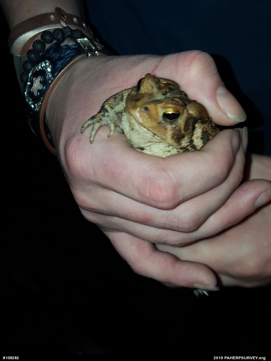 Eastern American Toad