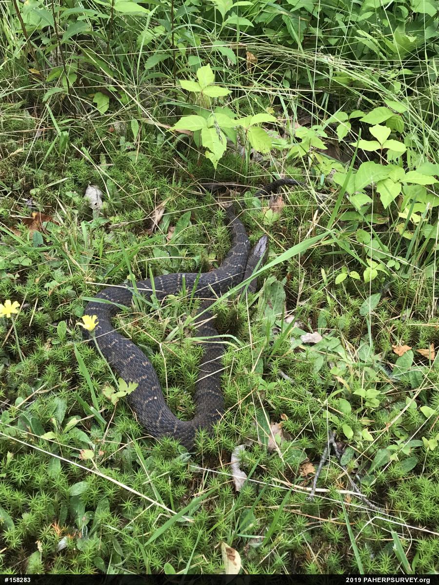Northern Watersnake