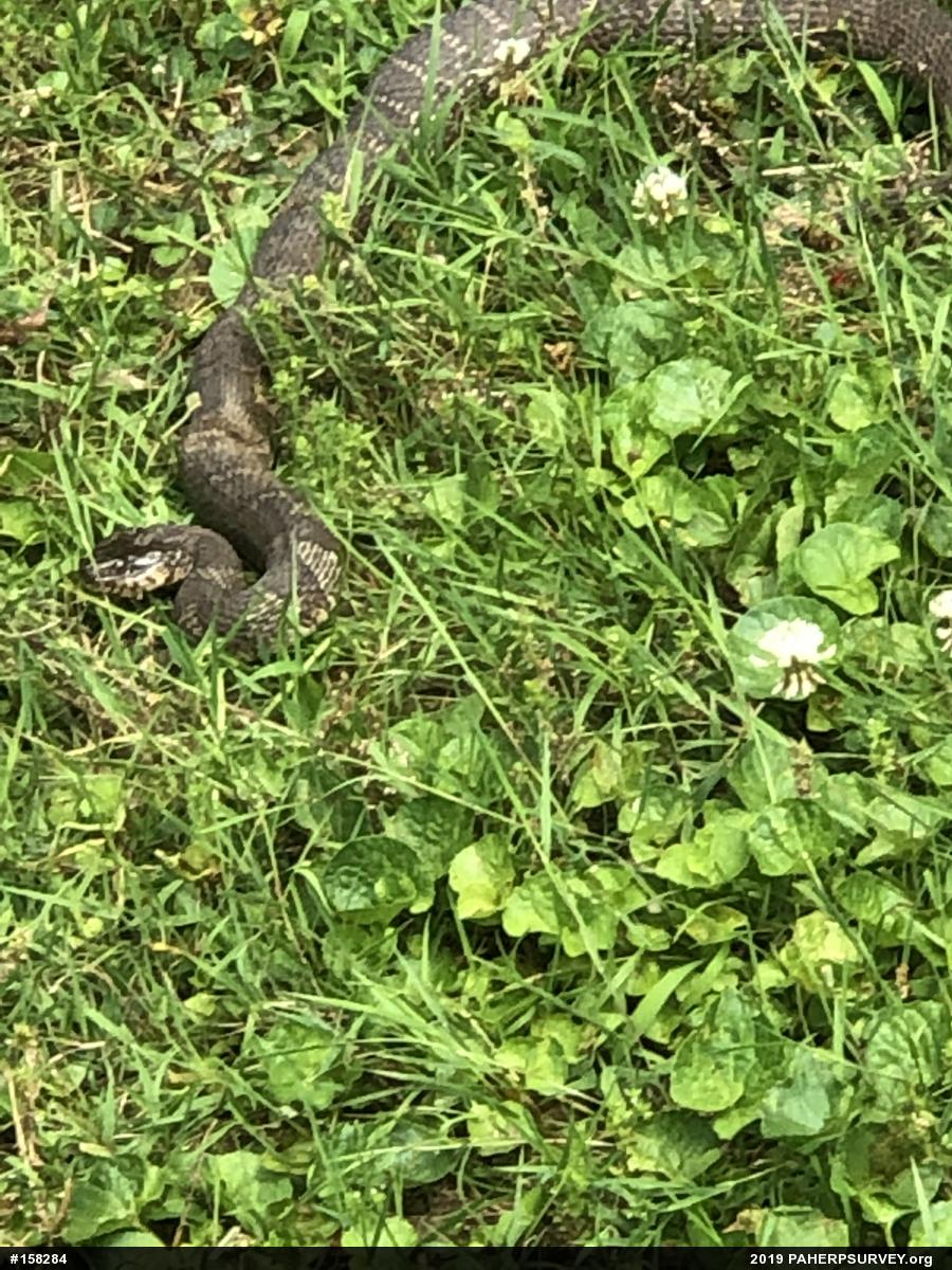 Northern Watersnake