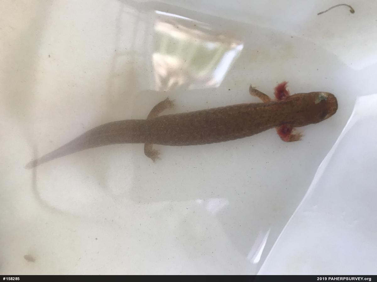 Northern Spring Salamander