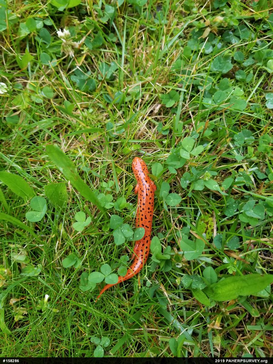 Northern Red Salamander