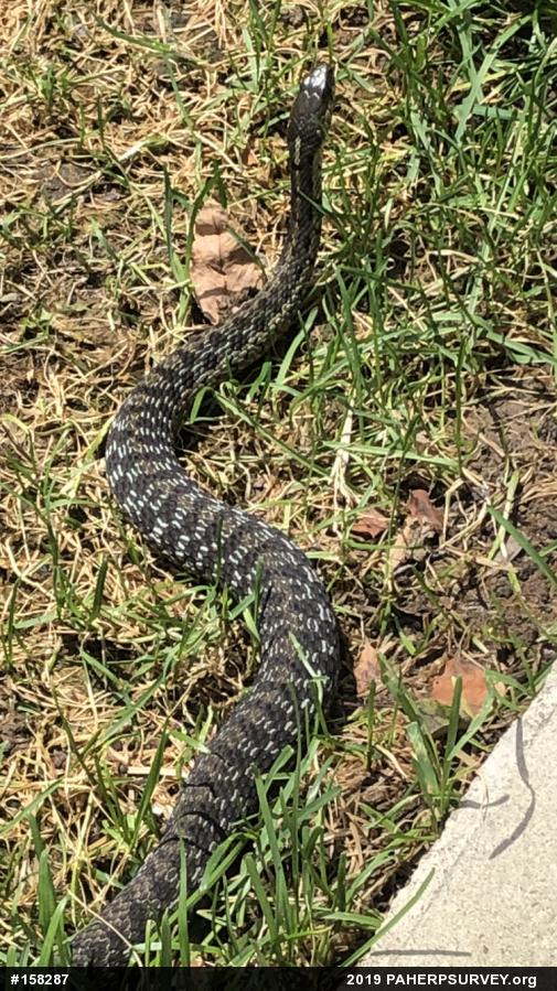 Eastern Gartersnake