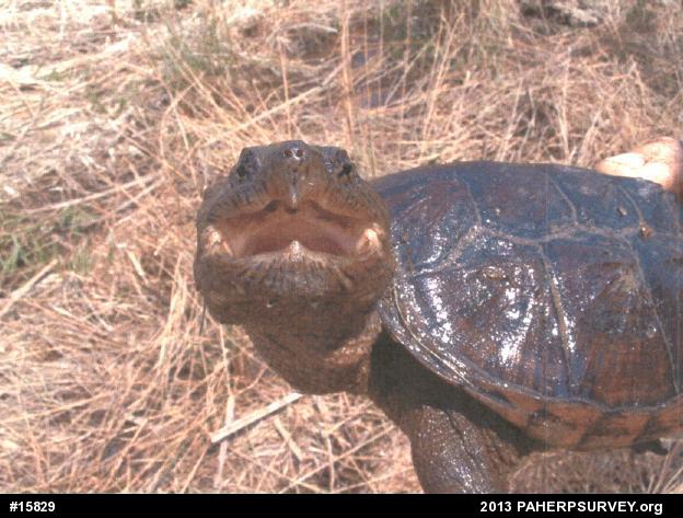 Snapping Turtle