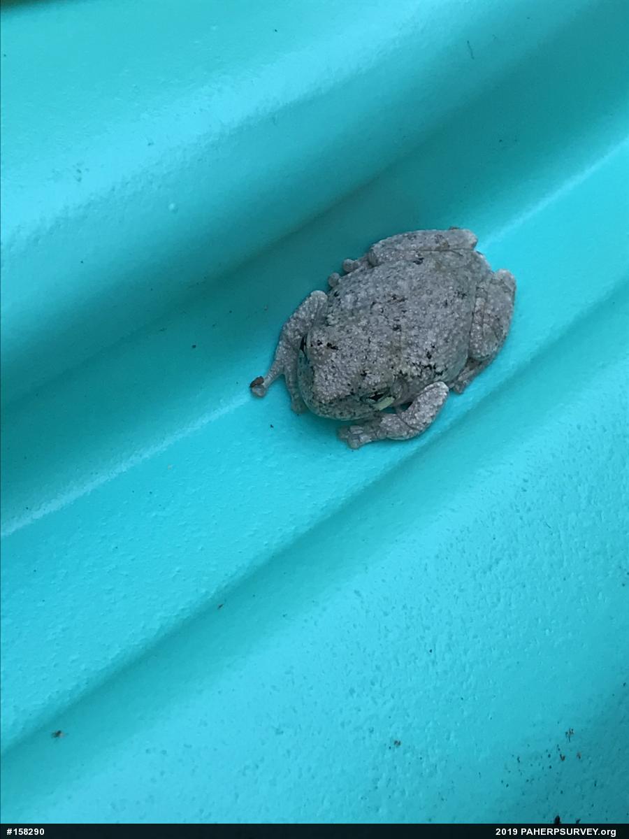 Unknown Gray Treefrog