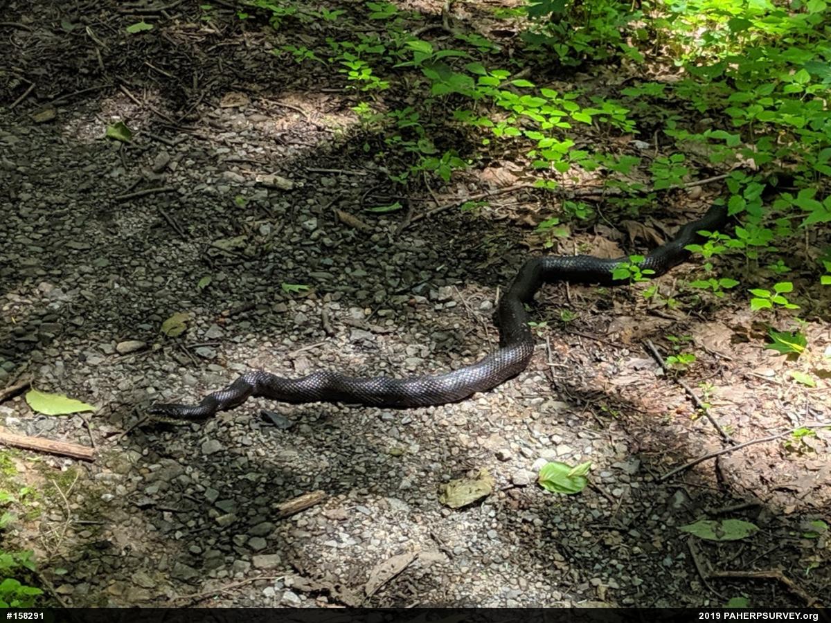 Eastern Ratsnake