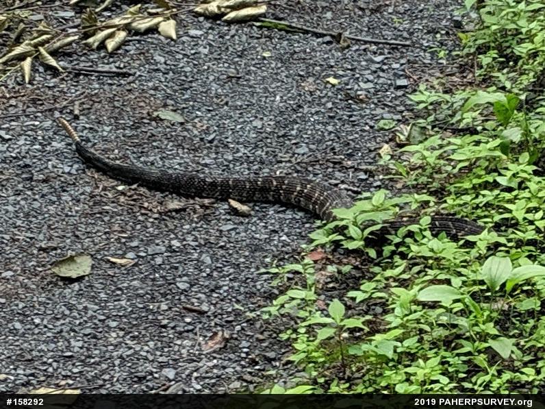 Timber Rattlesnake