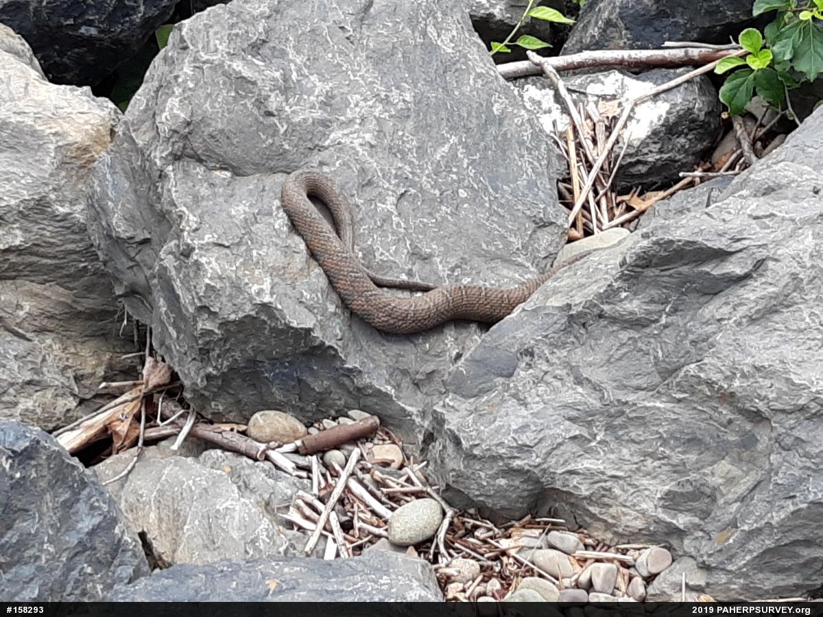 Northern Watersnake