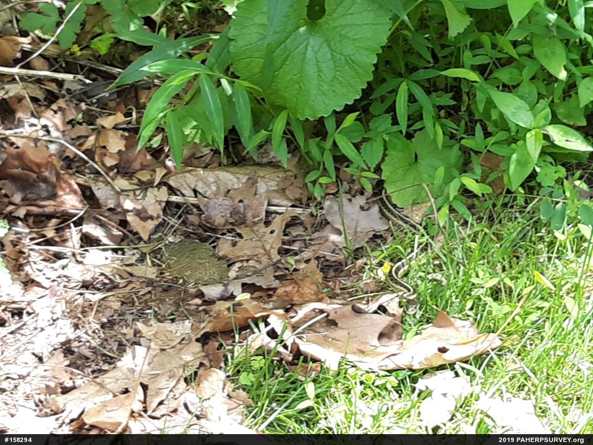 Eastern Gartersnake