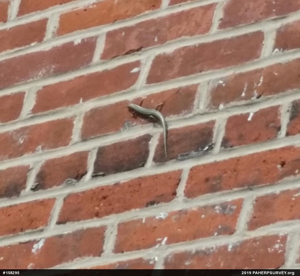 Skinks