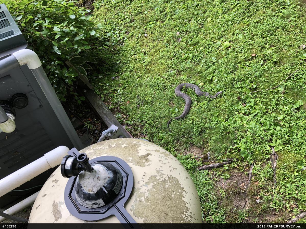 Northern Watersnake