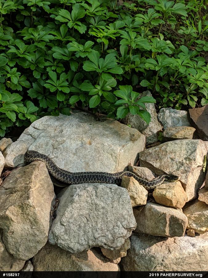 Eastern Gartersnake