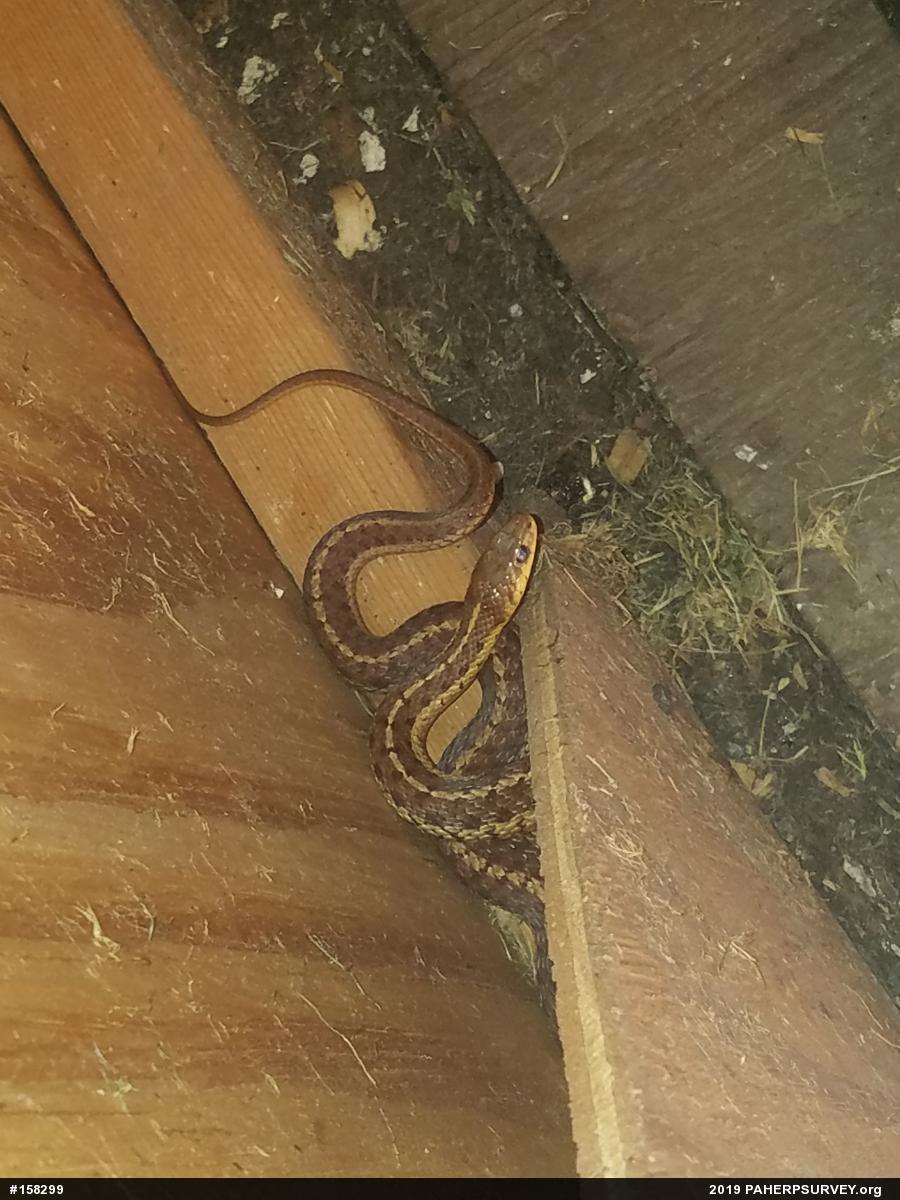 Eastern Gartersnake