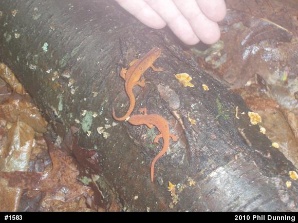 Red-spotted Newt