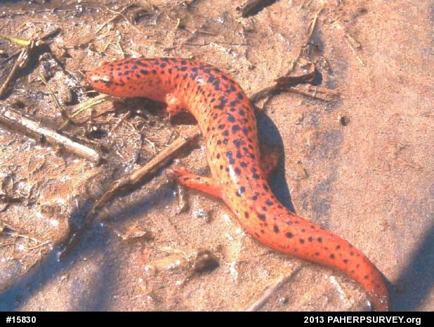 Northern Red Salamander