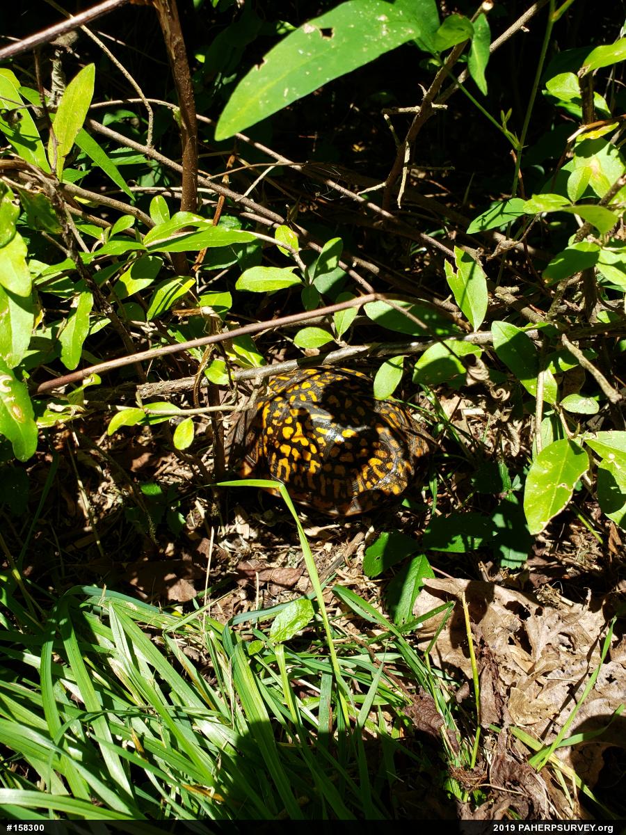 Eastern Box Turtle