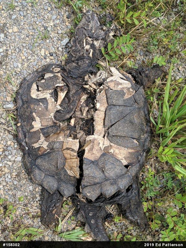 Snapping Turtle