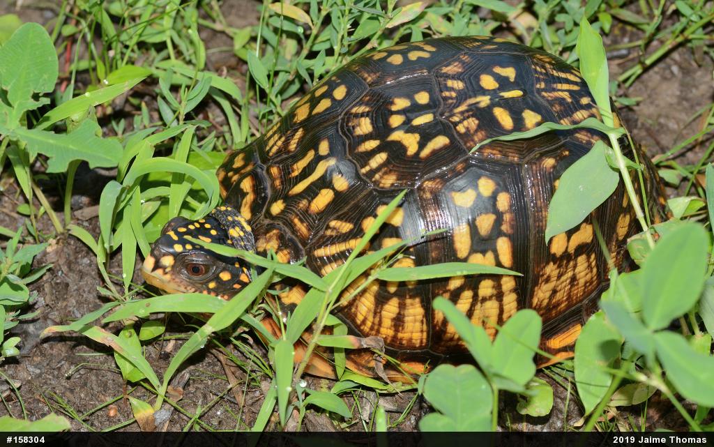 Eastern Box Turtle