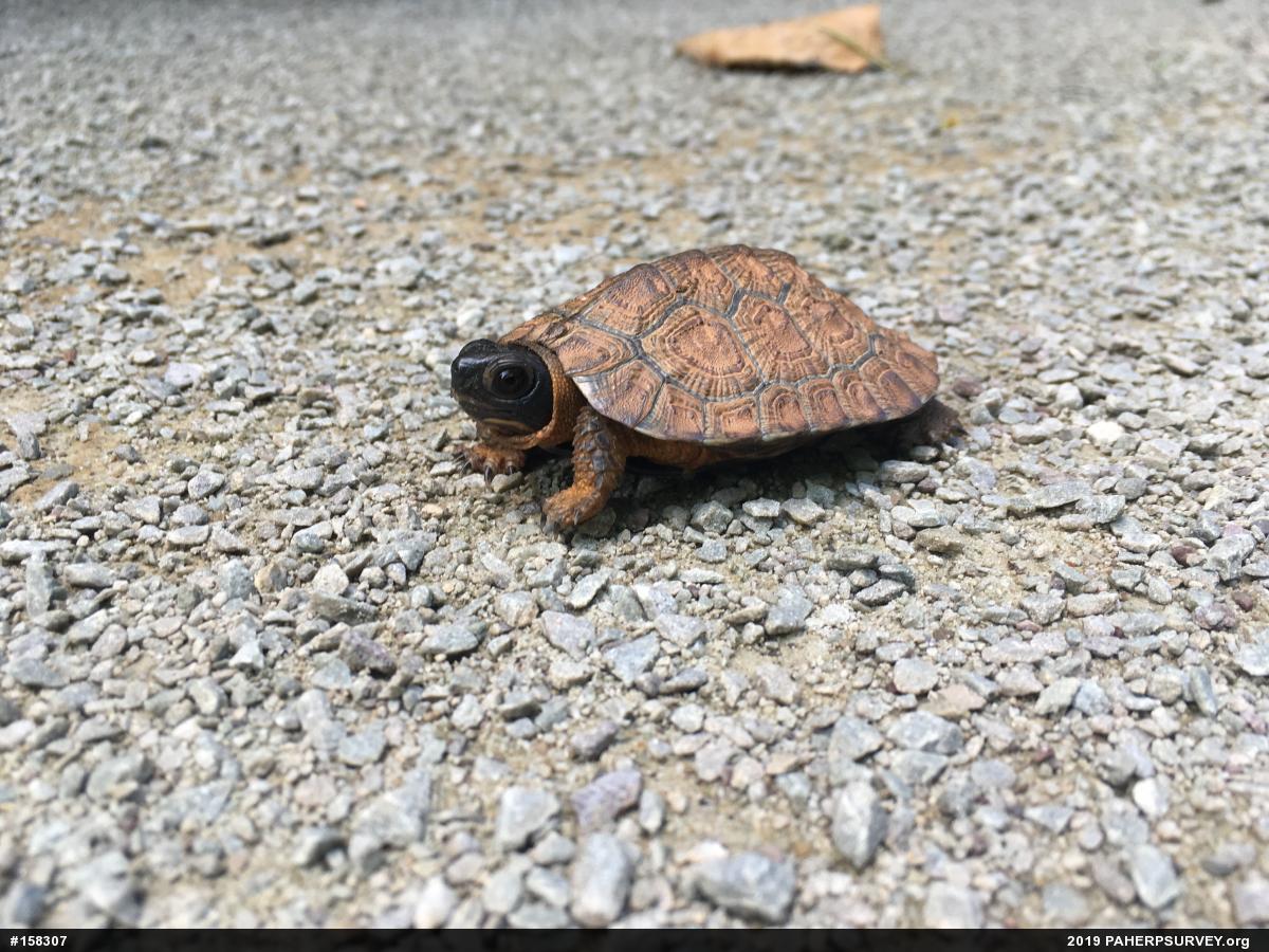 Wood Turtle