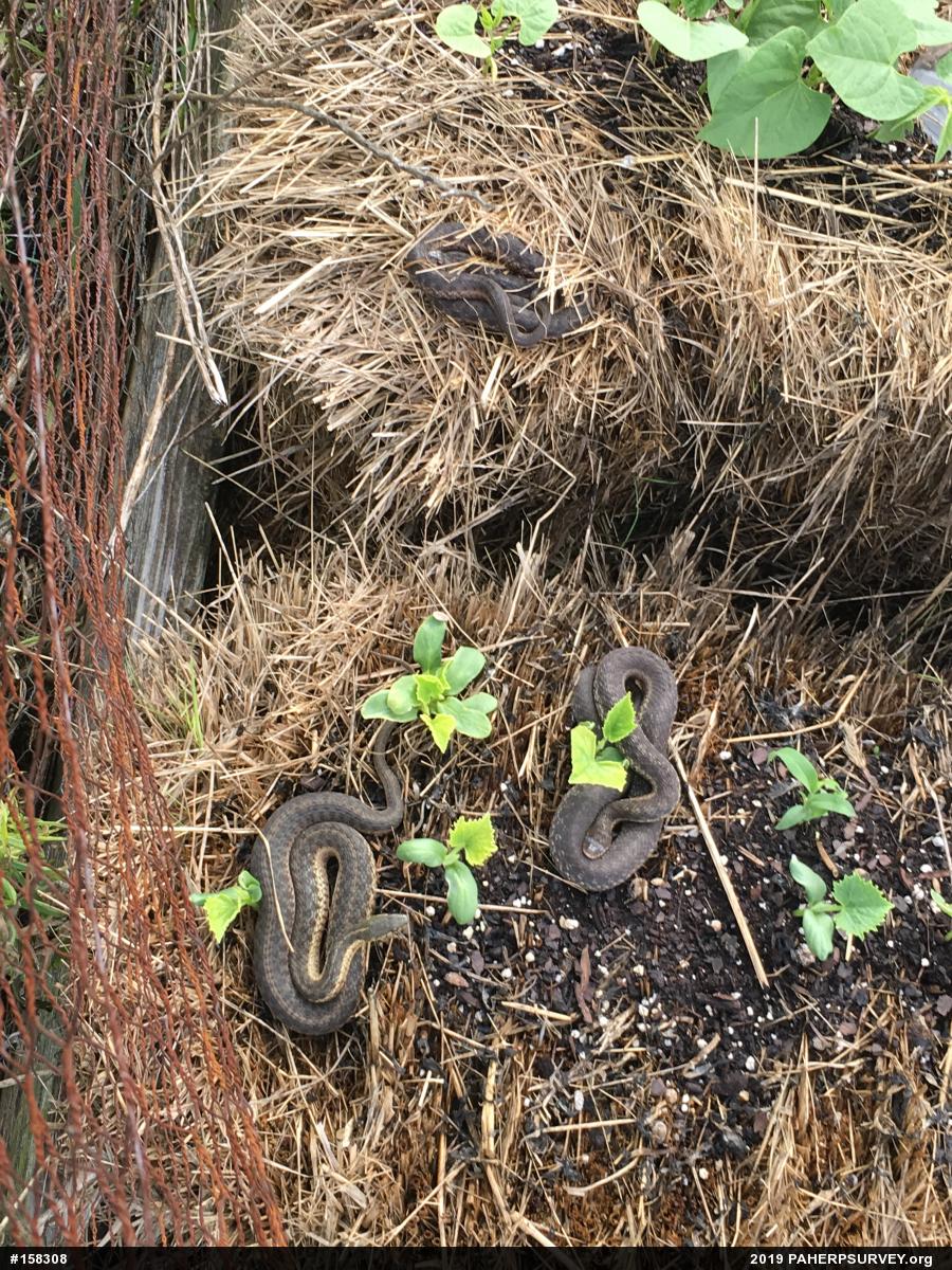 Eastern Gartersnake