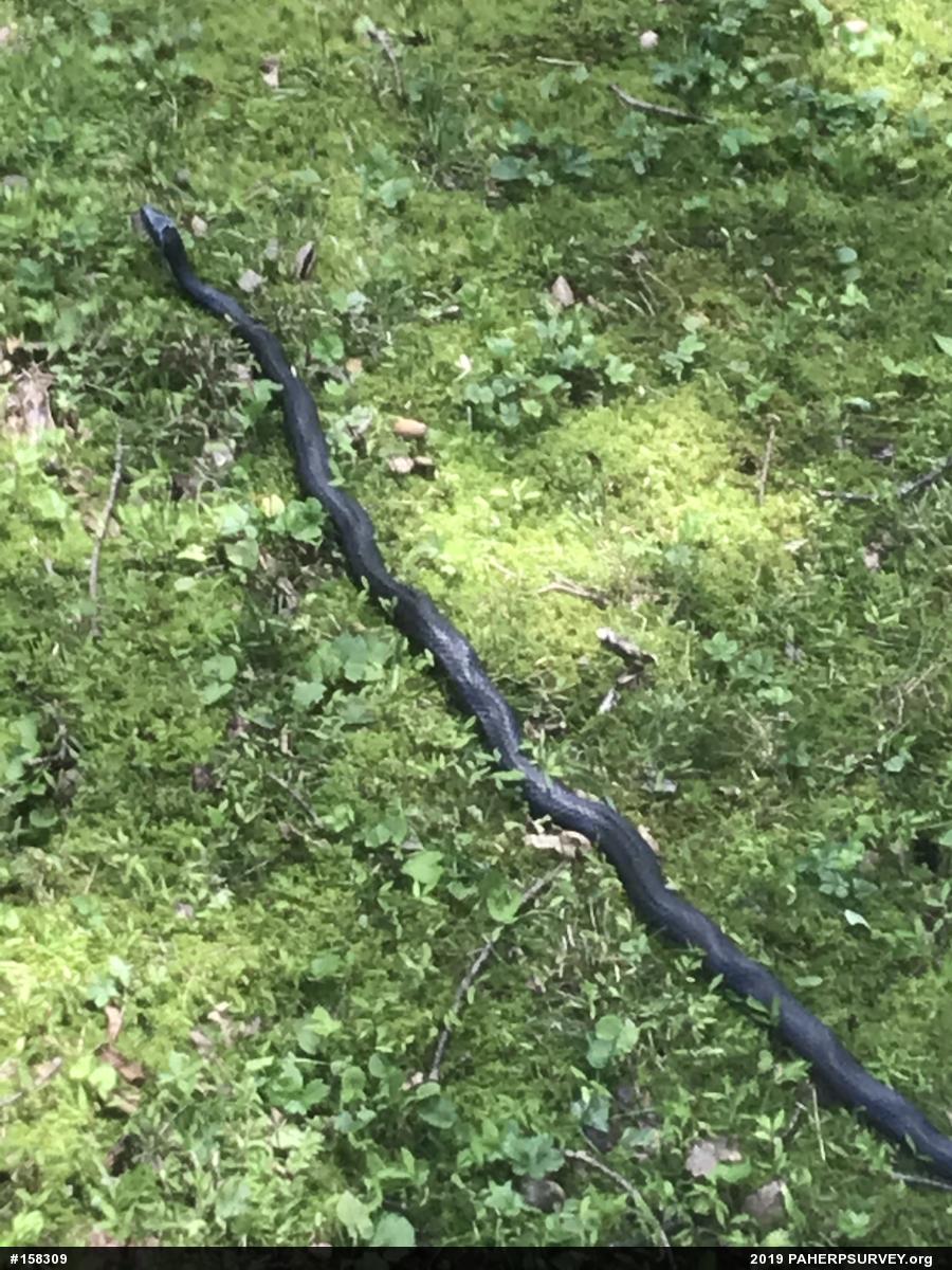 Eastern Ratsnake