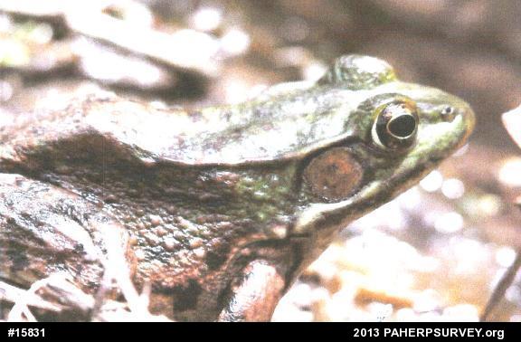 Green Frog