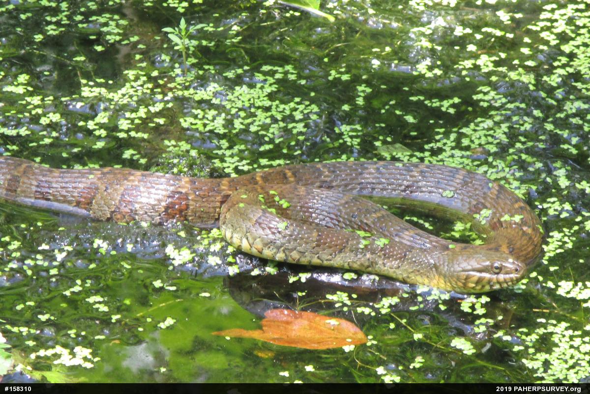 Northern Watersnake