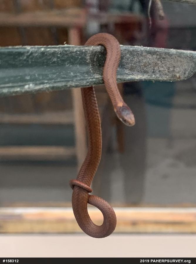 Red-bellied Snake