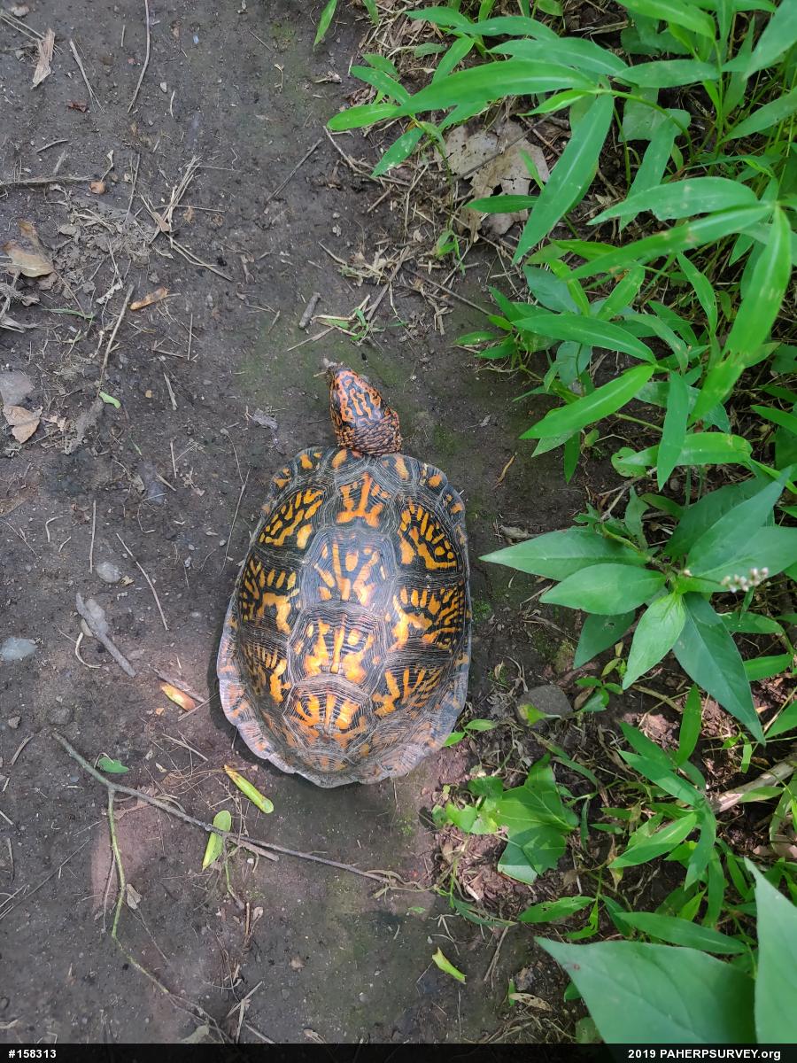 Eastern Box Turtle