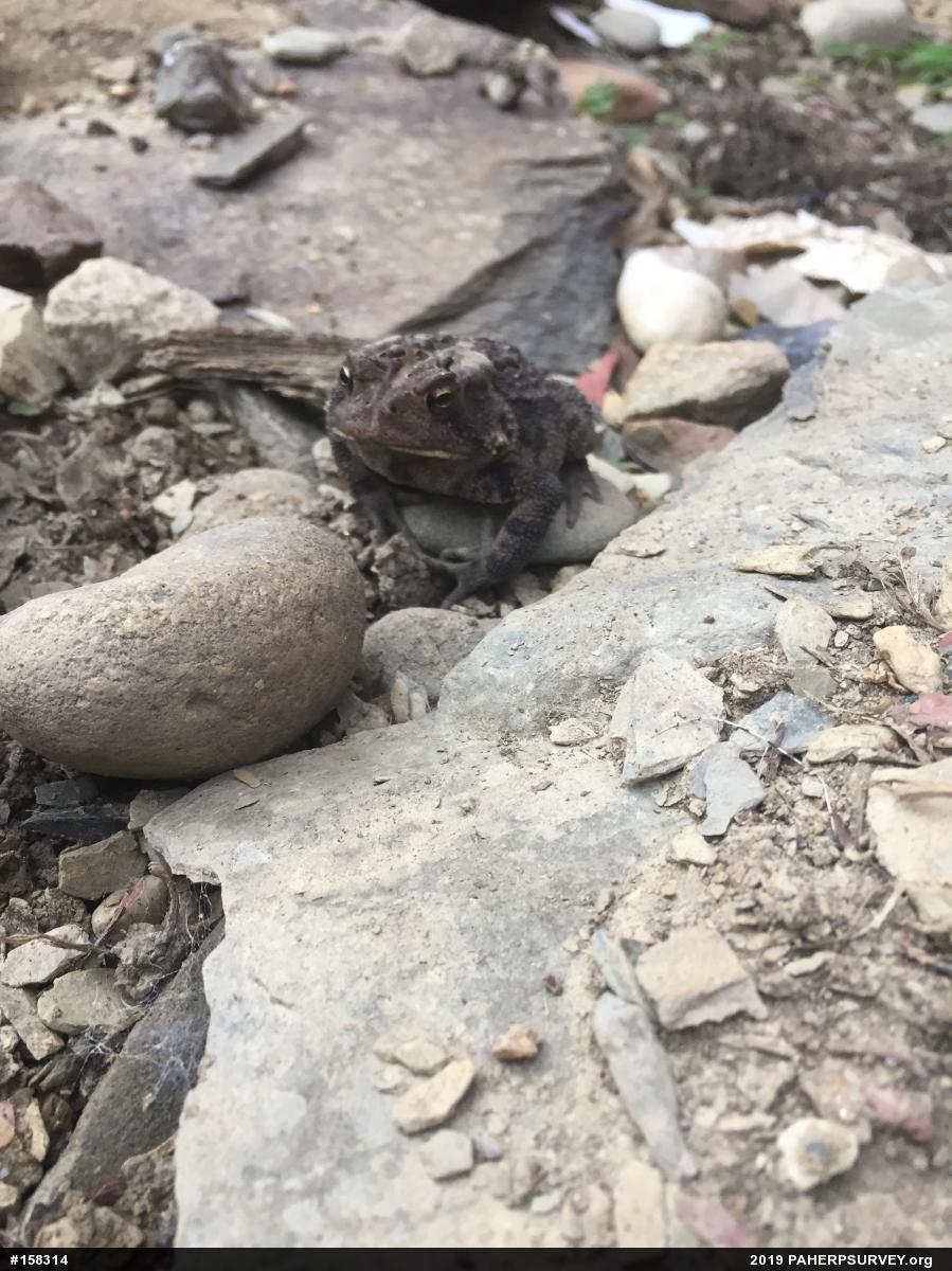 Eastern American Toad