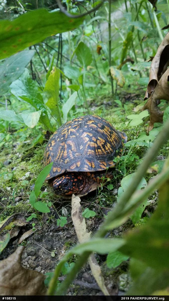 Eastern Box Turtle