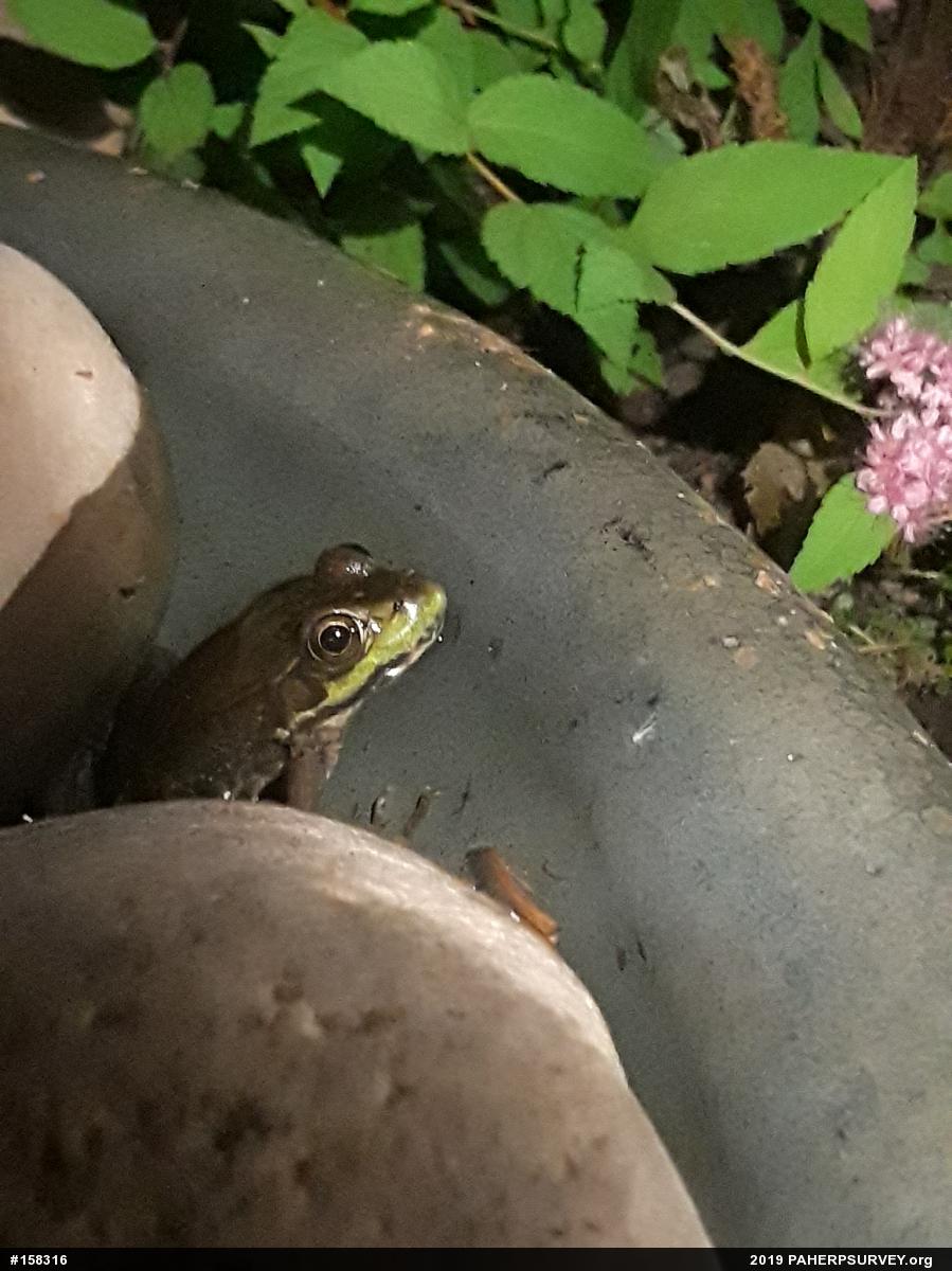 Green Frog
