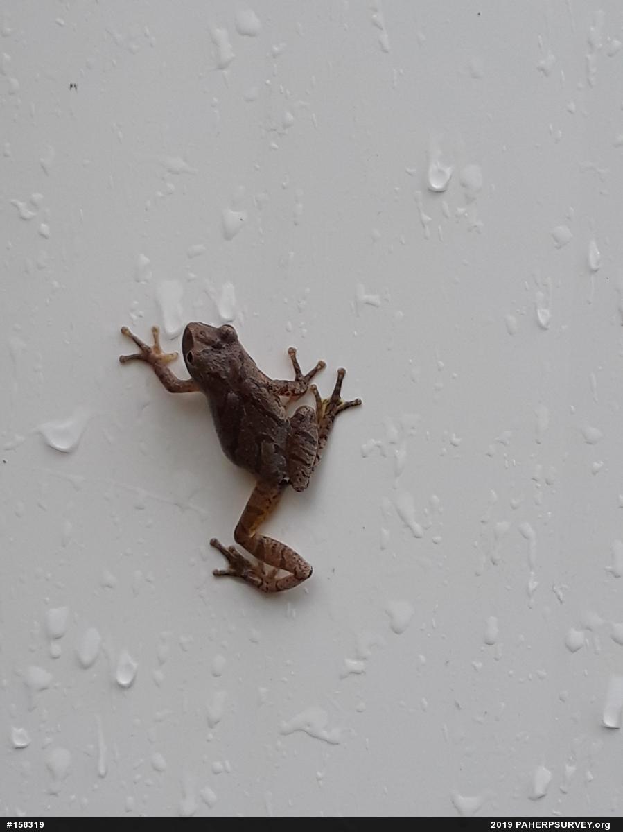 Spring Peeper