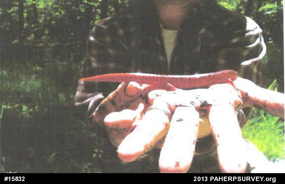 Northern Red Salamander