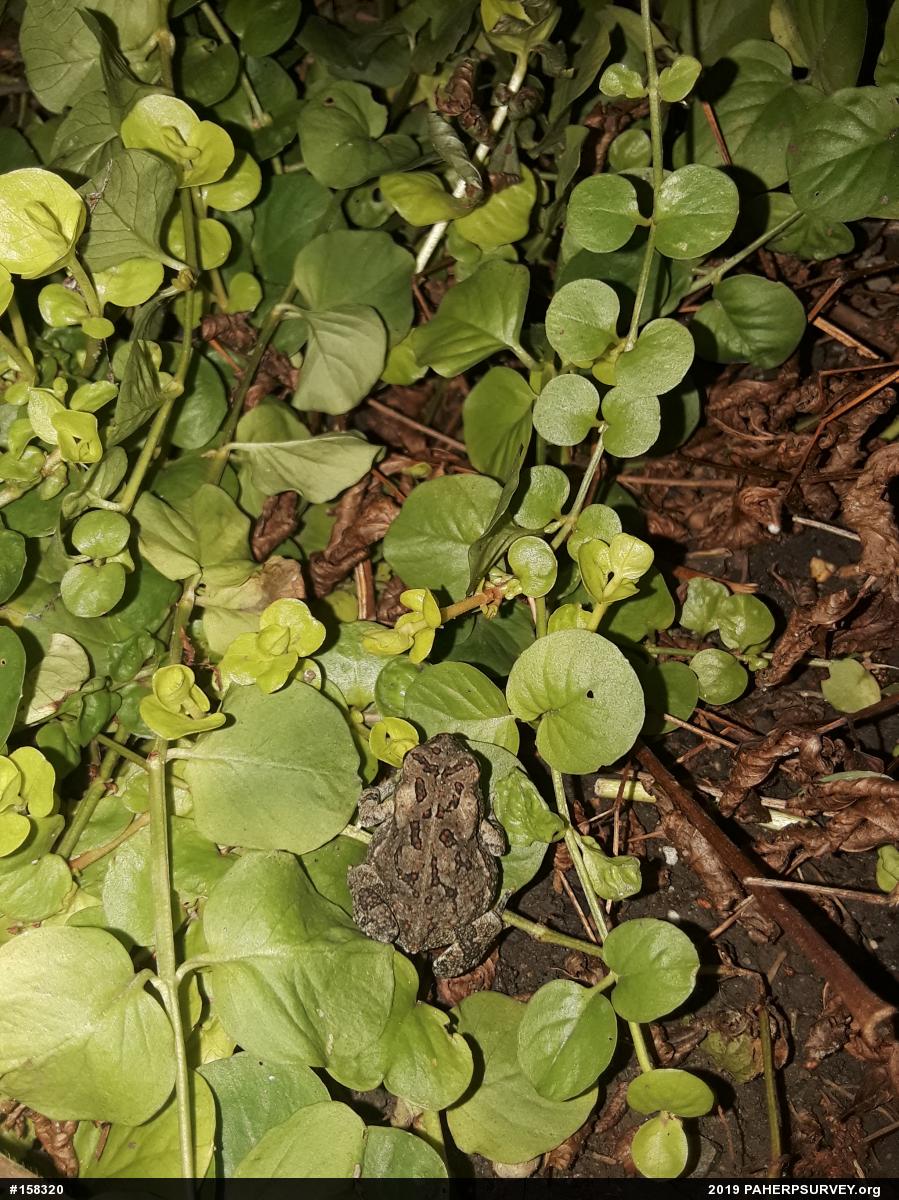 Fowler's Toad