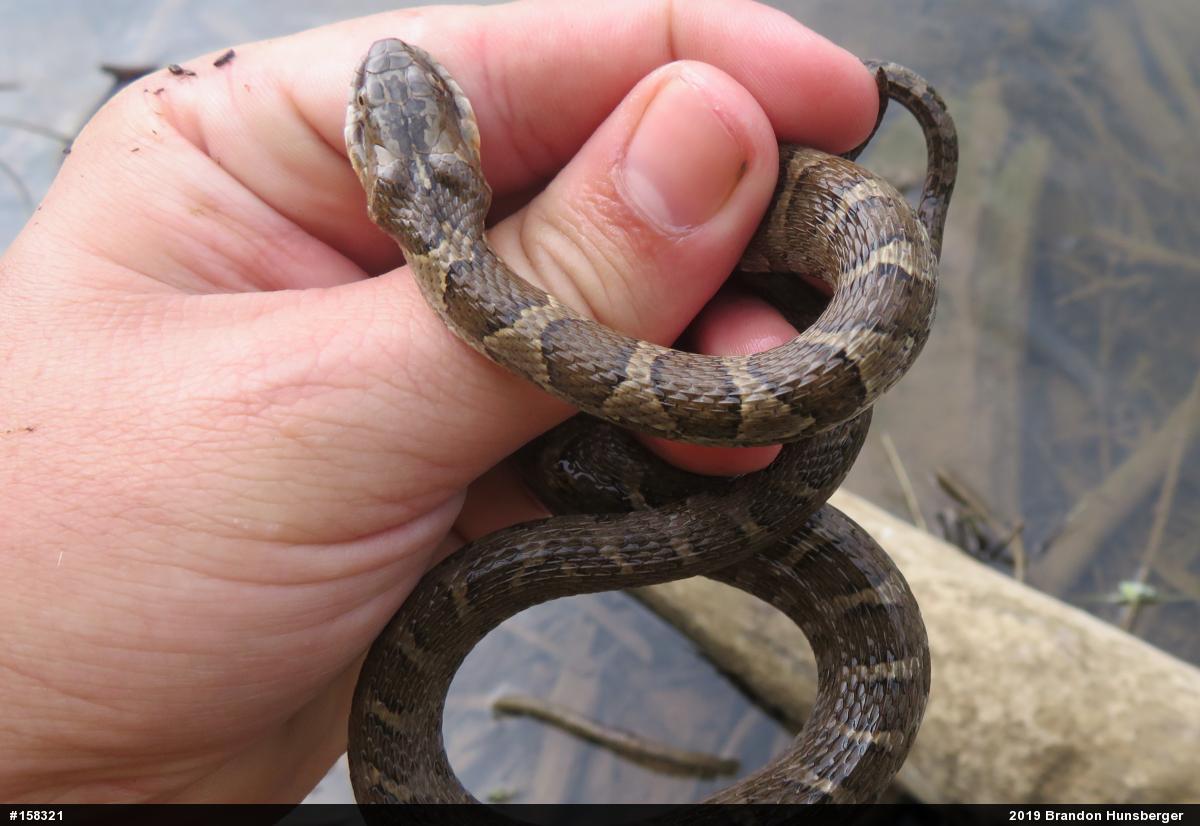 Northern Watersnake