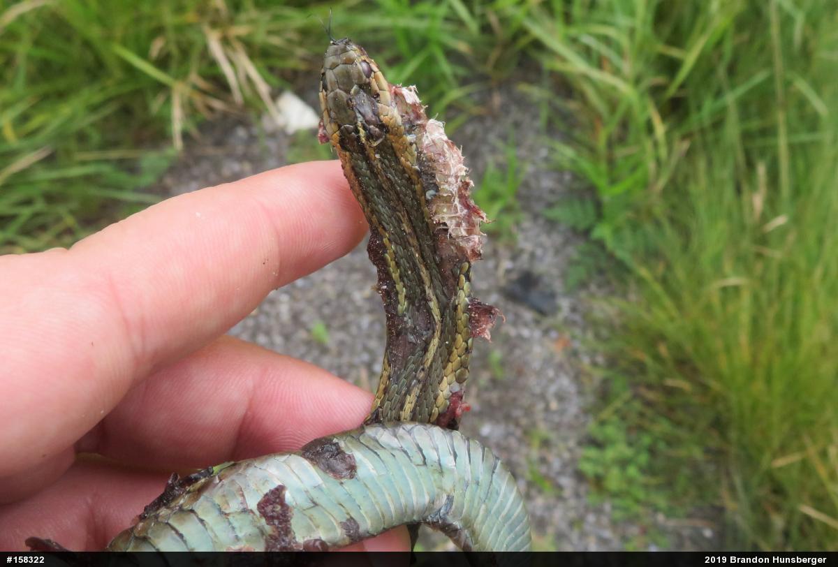 Shorthead Gartersnake