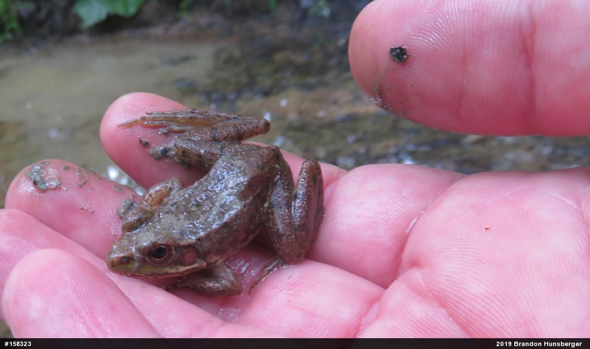 Green Frog