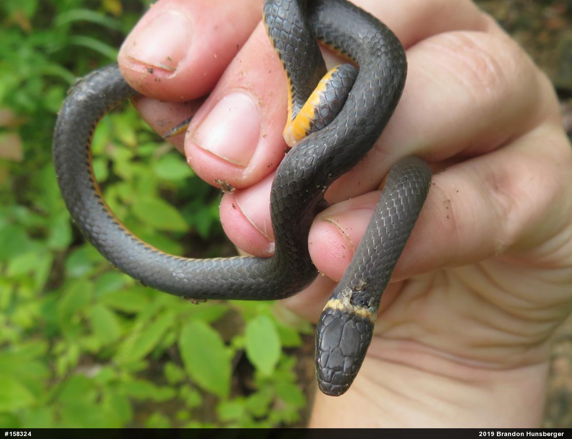 Northern Ring-necked Snake