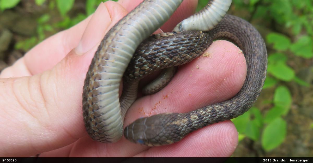 Eastern Gartersnake