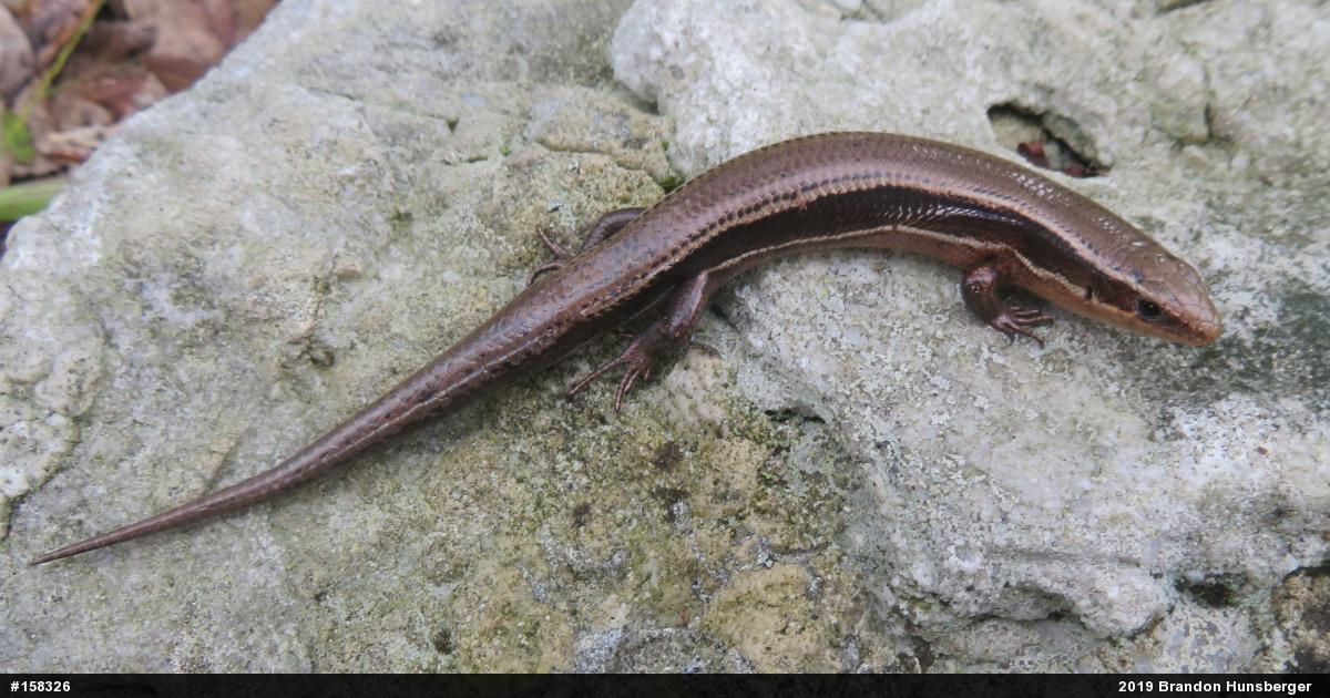 Northern Coal Skink
