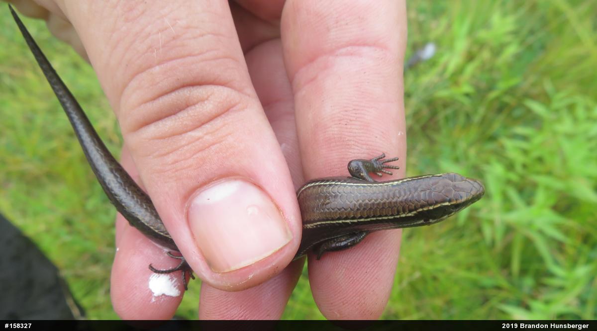 Northern Coal Skink